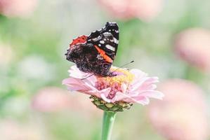 Vanessa atalanta butterfly on pink Zinnia flower photo