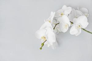 White orchid floral background, copy space photo