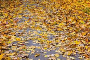 asphalt sidewalk covered with fallen autumn maple leaves photo
