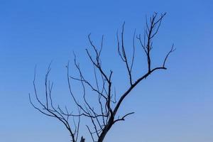 dry dead branch on gradient blue sky background minimalistic comlosition photo