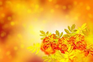 Blurred. Colorful bright flowers marigold against the background of the summer landscape. photo