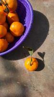 Citrus fruit in purple basket on Chinese New Year 01 photo