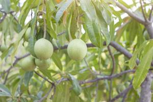 Fruit of Gray milkwood, Pong-pong, Suicide Tree, Yellow Pong-pong or Cerbera odollam gaerth on tree is a Thai herbs with properties is Peel used to Laxative, Flower treat of hemorrhoid. photo