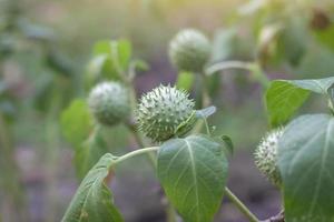 Apple of peru, Green thorn apple or Hindu datura is a Thai herb, Root and leaves have a fever, Reduce pain and swelling, Anti-inflammatory. photo