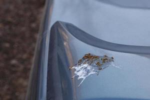 bird shin on car surface - close-up with selective focus photo