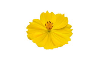 fleur de cosmos jaune isolée avec des chemins de détourage. png