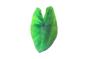 Isolated elephant ear leaf or black magic leaf with clipping paths. png