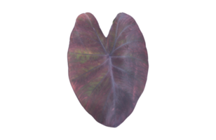 Isolated elephant ear leaf or black magic leaf with clipping paths. png