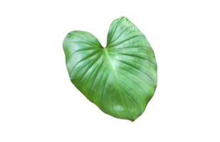 Isolated elephant ear leaf or black magic leaf with clipping paths, soft and selective focus. png