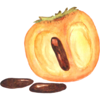 Watercolor persimmon with seeds, kaki fruit png