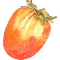 Watercolor persimmon, kaki fruit png