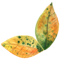 Watercolor autumn colorful leaves png