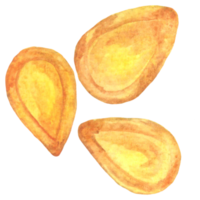 graines de citrouille aquarelle png