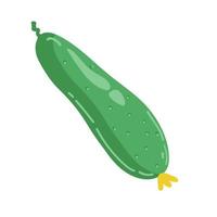 Vector illustration of cucumber isolated on white background. Green pickled cucumber.