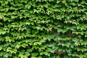 flat green full frame background and texture of wild grape leaves on wall photo