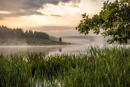 morning foggy riverside view with oak tree, reedmace and selective focus with shallow depth of field in muted color photo