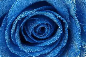 blue rose under air bubbles close-up edgeless view photo