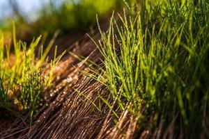 spring grass renovation closeup photo