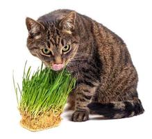 yellow eyed tabby cat eating fresh green oats sprouts close-up isolated on white background with selective focus and blur photo