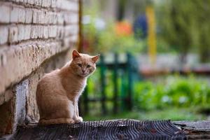 homeless ginger cat sitting on street and looking at camera photo