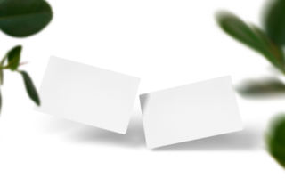 White Business Cards With Plant Shadows on Transparent Background png