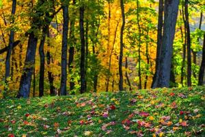 autumn forest selective focus background with fallen leaves photo