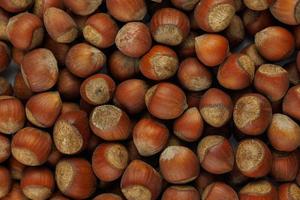 pile of hazelnuts with shells full frame close-up background photo
