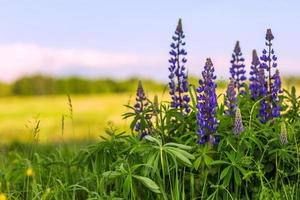lupines in field with selective focus photo