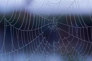 telaraña con gotas de rocío sin araña en la mañana con primer plano de enfoque selectivo foto