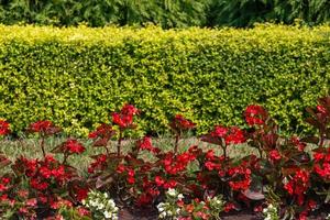 red and white begonia line in garden open flower bed with green hedge background photo