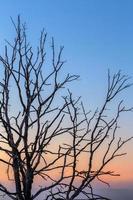 dry thin three branches on gradient morning sky background photo