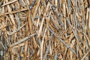 shavings of aspen bark evenly cover a flat surface, close-up full-frame texture and background photo