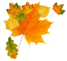 Herbstblätter Ausschnitt png