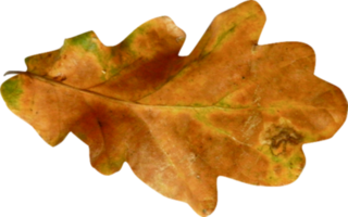 feuilles d'automne découpées png