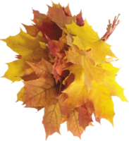 autumn leaves cutout png