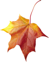 recorte de hojas de otoño png