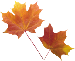 feuilles d'automne découpées png