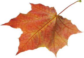 autumn leaves cutout png