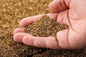 caucasian hand holding handful of dry dill seeds photo