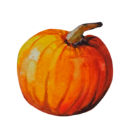 pumpkin vegetable autumn watercolor illustration png