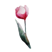 ilustração em aquarela de flor de tulipa png