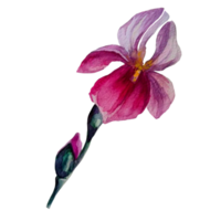 aquarela de flor de íris roxa png