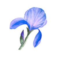 purple iris flower watercolor png