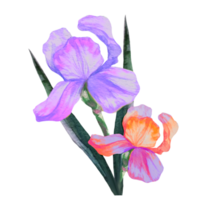 bouquet d'iris aquarelle png