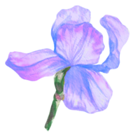 aquarelle de fleur d'iris violet png