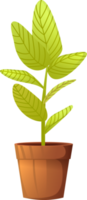 plant in the pot png