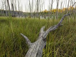 mañana en pantano de verano con tronco de árbol gris seco en primer plano y fondo borroso - enfoque selectivo tiro de gran angular foto