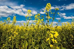 Blooming canola field and blu sky with white clouds photo