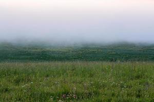 minimalistic wild grass meadow under dence fog without tree at summer morning photo