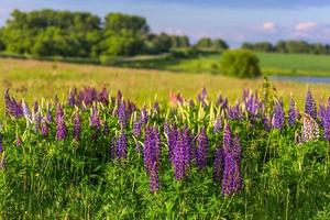 lupines in field with selective focus photo